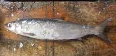 Coregonus artedi