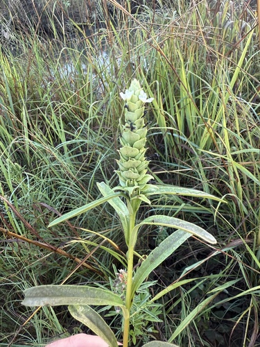 Buchnera tetragona