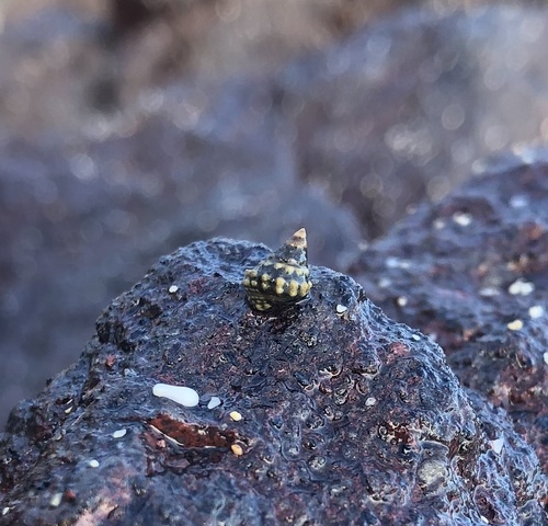 Echinolittorina tuberculata