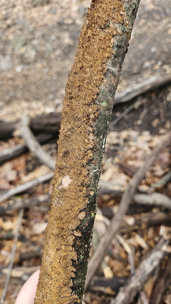 Hydnoporia olivacea · April 2026 · photo: © rust_bucket (iNaturalist, cc-by)