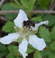 Copestylum tamaulipanum