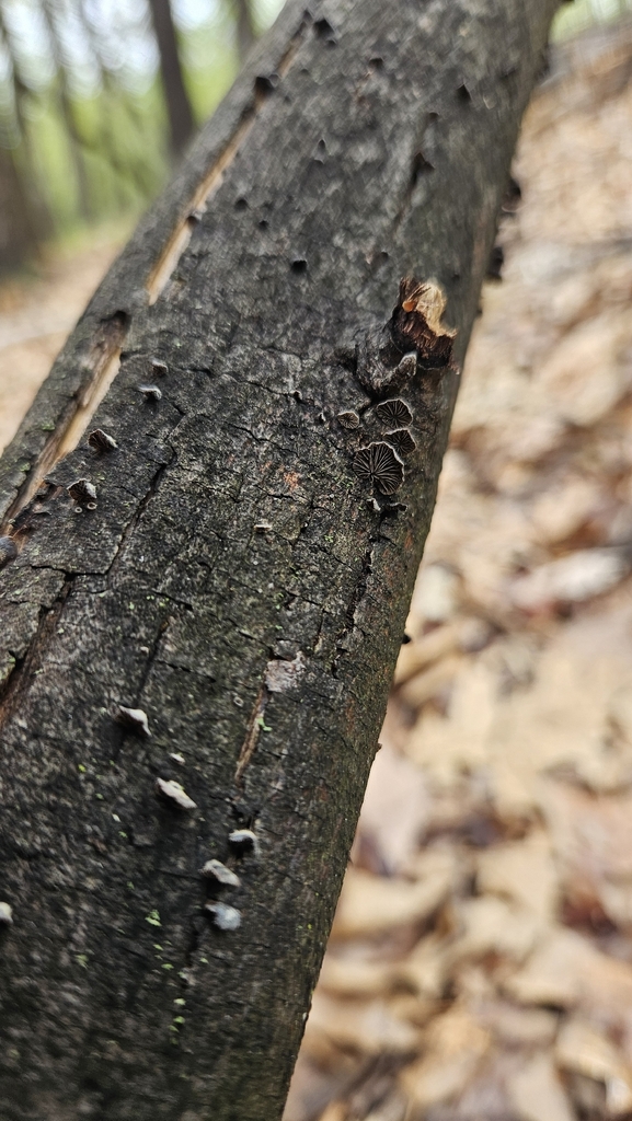 Resupinatus applicatus · April 2026 · photo: © rust_bucket (iNaturalist, cc-by)