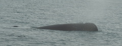 Hyperoodon ampullatus