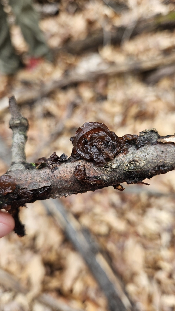 Exidia crenata · April 2026 · photo: © rust_bucket (iNaturalist, cc-by)
