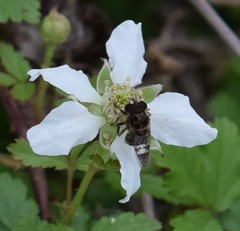 Copestylum tamaulipanum