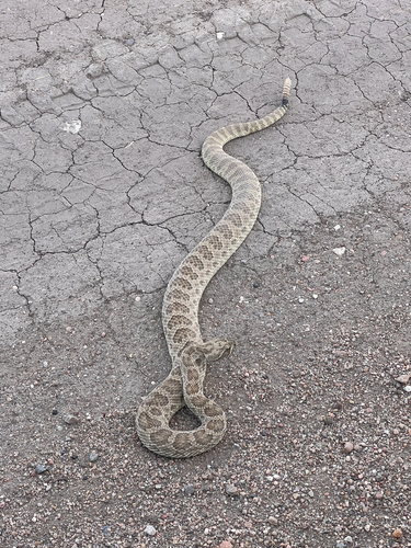 Prairie Rattlesnake