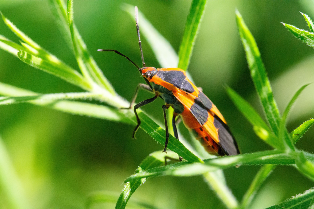 Texas Seed Insect Large Milkweed Bug from High Meadow of Indian Creek, Carrollton, TX ...