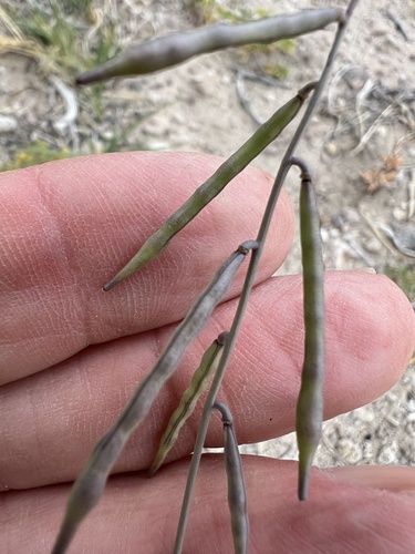 Streptanthus longirostris, 2026-05-03