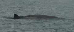 Hyperoodon ampullatus