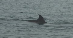 Hyperoodon ampullatus
