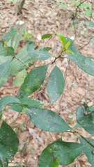 Ditrysinia fruticosa
