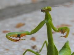 Stagmatoptera hyaloptera