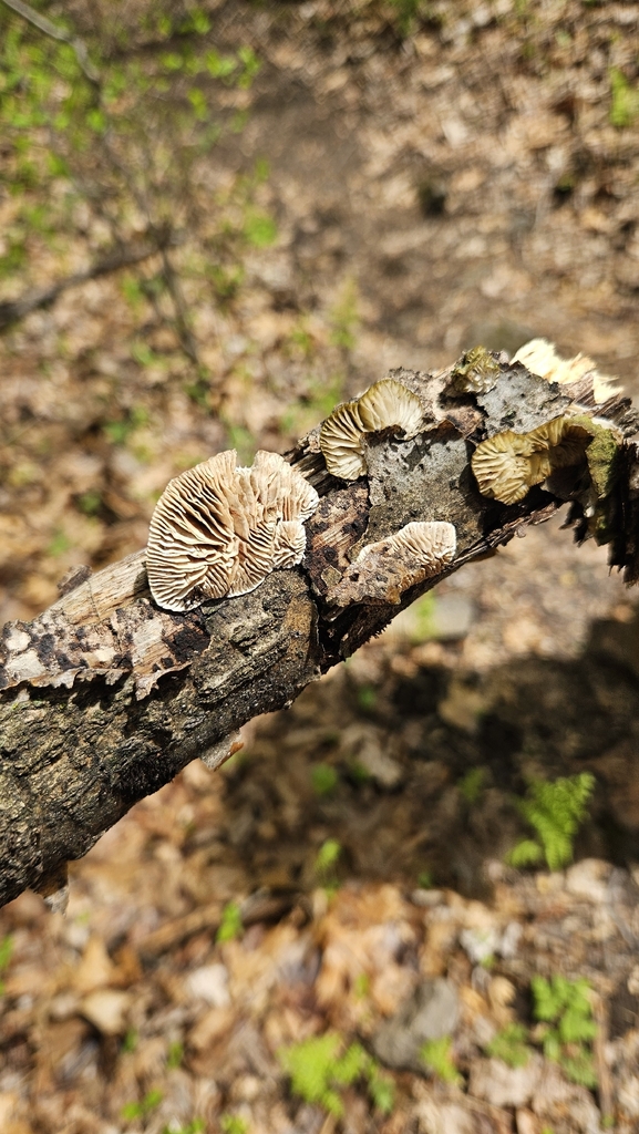 Trametes betulina · April 2026 · photo: © rust_bucket (iNaturalist, cc-by)