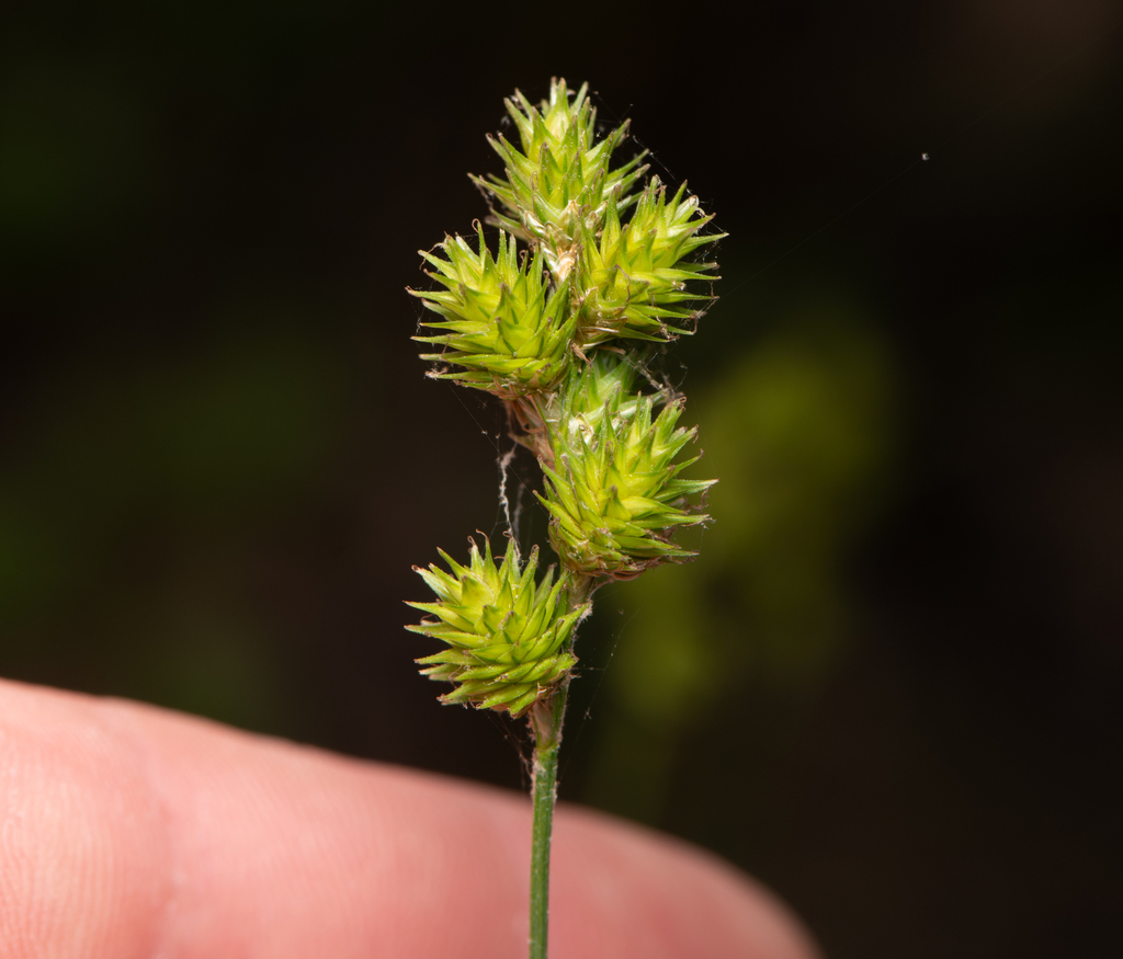 Carex molesta; photograph (c) Patrick O'Brien, some rights reserved (CC BY)