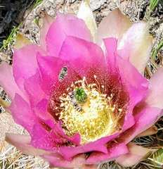 Echinocereus engelmannii