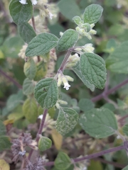 Minthostachys mollis