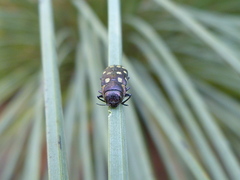 Diphucrania duodecimmaculata