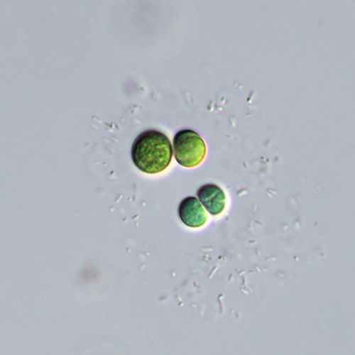 Limnococcus limneticus observed 2026-04-26