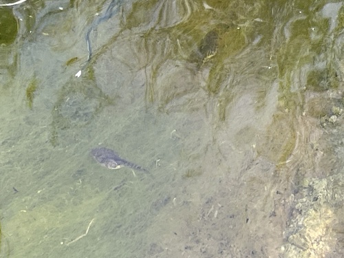 iNaturalist observation photo of California Tree Frog