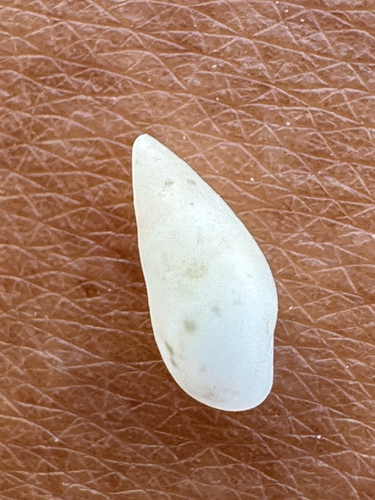 Zebina tridentata observed 2026-05-03