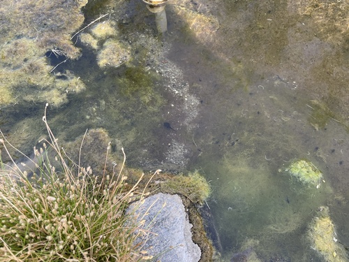 iNaturalist observation photo of Red-spotted Toad