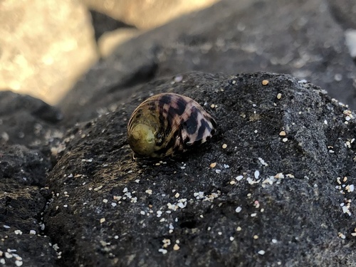 Nerita peloronta