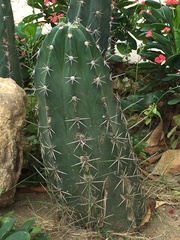 Cactaceae