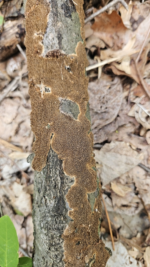 Hydnoporia olivacea · April 2026 · photo: © rust_bucket (iNaturalist, cc-by)