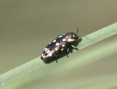 Diphucrania duodecimmaculata