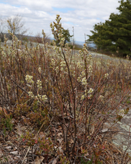 Amelanchier nantucketensis, photograph (c) Emmett Serrano, some rights reserved (CC BY)