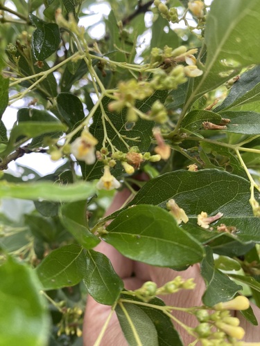 Premna microphylla, photograph 5