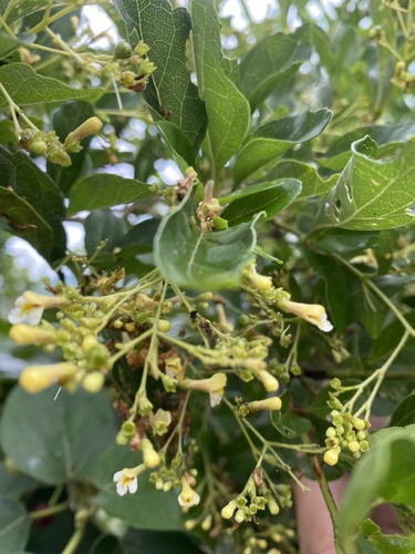 Premna microphylla, photograph 6