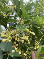 Premna microphylla, photograph author not stated, no rights reserved