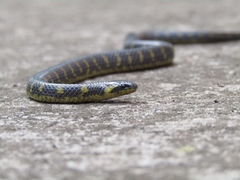 Atractus crassicaudatus