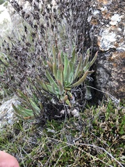Dudleya abramsii bettinae
