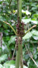 Dolichoderus attelaboides