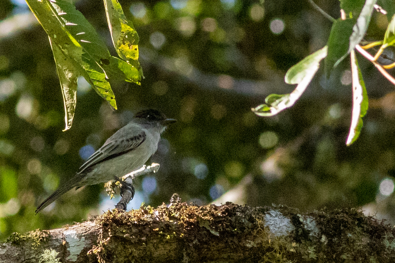 Sibilant Sirystes (Sirystes sibilator), photo 5