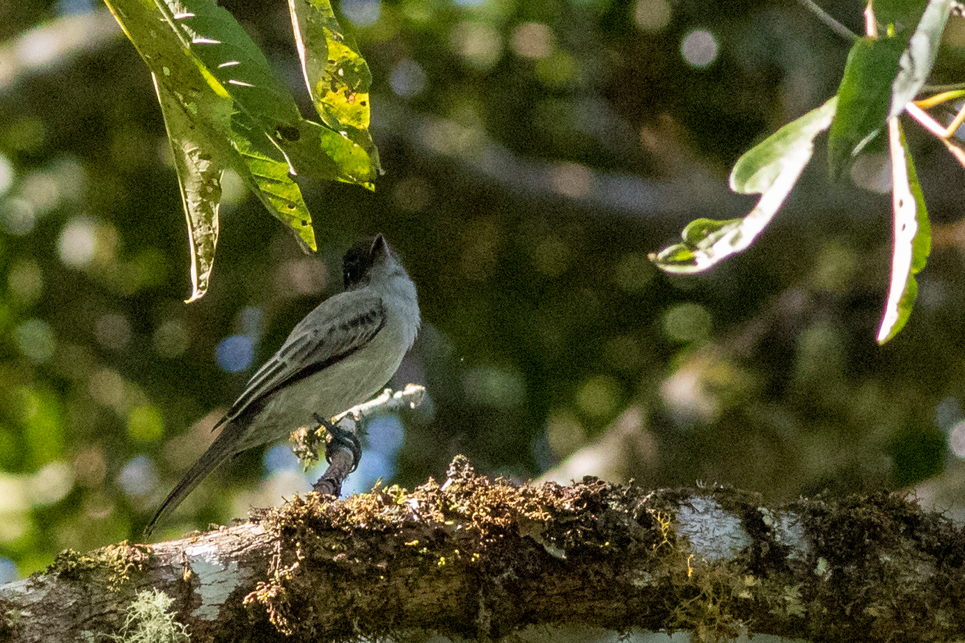 Sibilant Sirystes (Sirystes sibilator), photo 6
