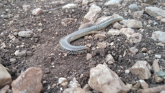 Chalcides ocellatus