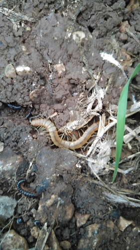 Scolopendra canidens