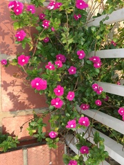 Catharanthus roseus