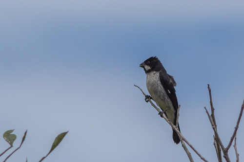 Lined Seedeater (Sporophila lineola), photo 4