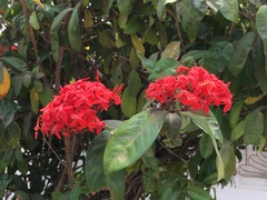 Ixora coccinea