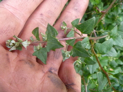 Chenopodium trigonon
