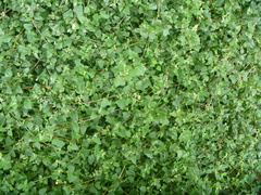 Chenopodium trigonon