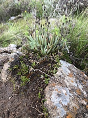 Dudleya abramsii bettinae