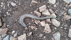 Chalcides ocellatus