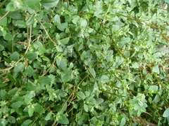 Chenopodium trigonon