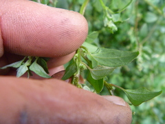 Chenopodium trigonon