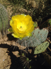 Opuntia gosseliniana